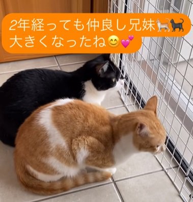 柵の先を見る2匹の猫