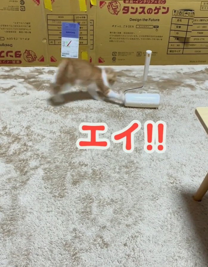 猫パンチをするみぃちゃん