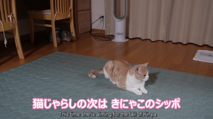 茶白猫の後ろにいる猫