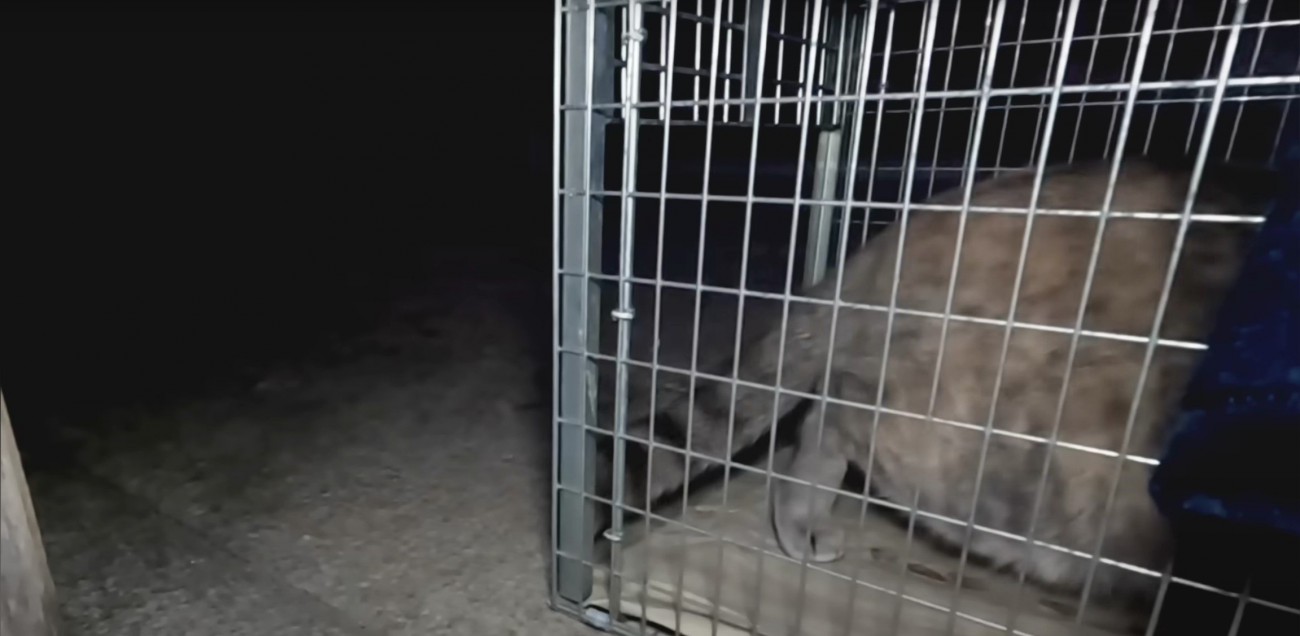 捕獲機に入る猫