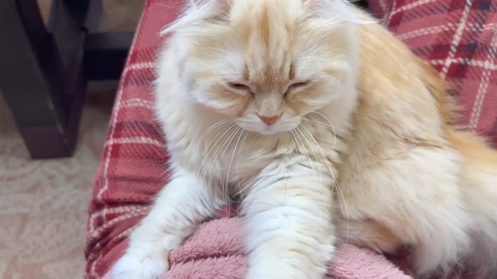 ママさんに乗るさつきちゃん