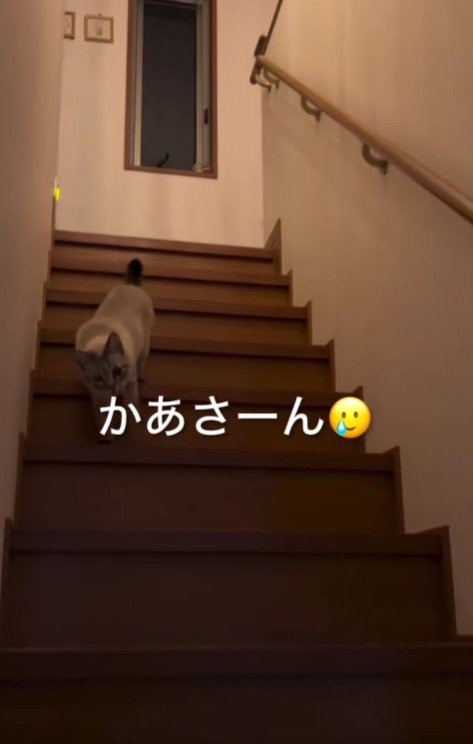 階段を下りてくる猫