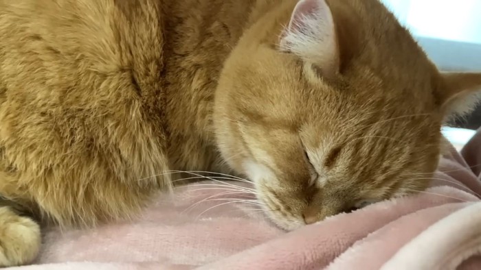 ぐっすり眠る茶トラ猫