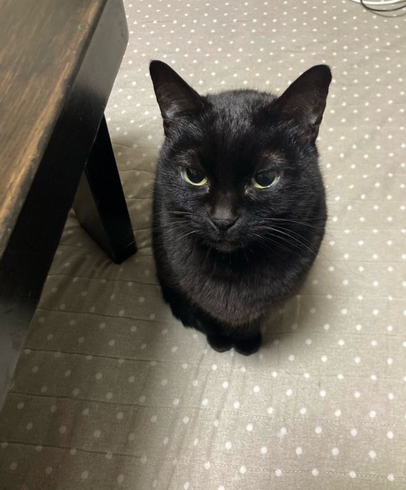 怒った表情の黒猫ちゃん