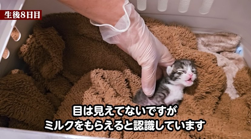 鳴く子猫