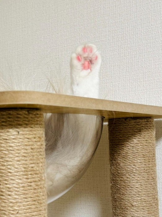 宇宙船ボウルにいる猫(足アップ)