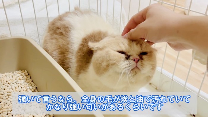 頭を撫でられるエキゾチックショートヘア