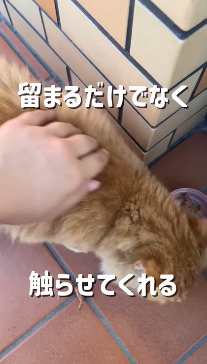 投稿主さんに背中をなでられている茶トラ猫