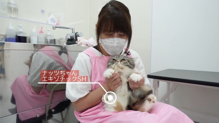 抱っこされる猫