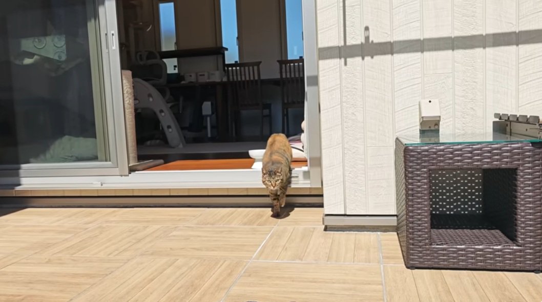 窓辺から1歩踏み出した麦わら猫