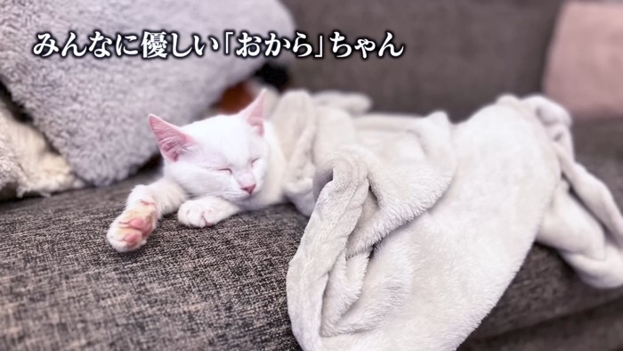 寝ている猫