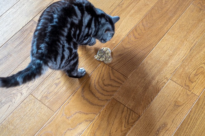 床に嘔吐する猫