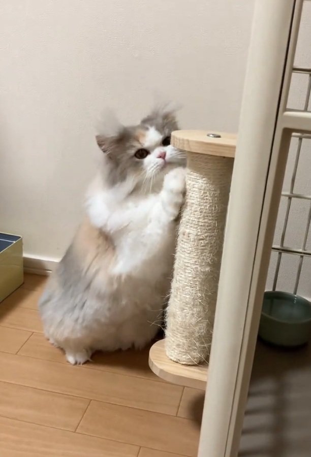 爪とぎをする猫