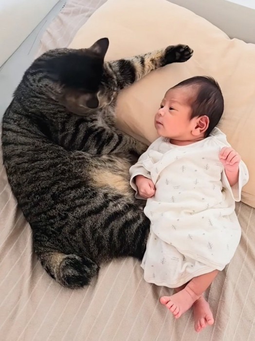 隣に寄り添う猫と赤ちゃん