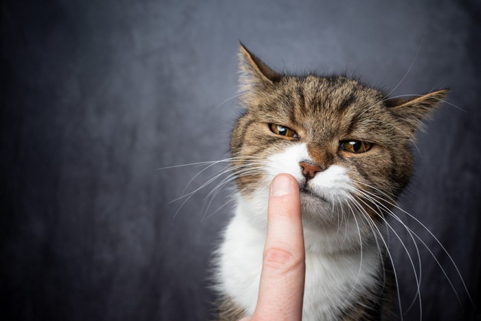 指のニオイを嗅いで怪訝な顔をする猫