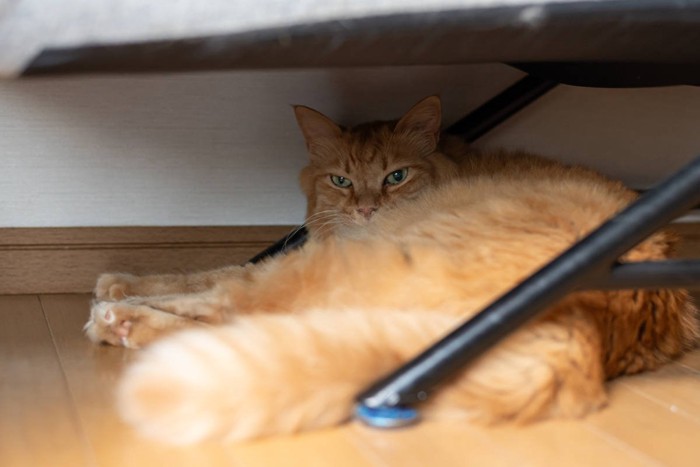 家具の下でくつろぐ猫