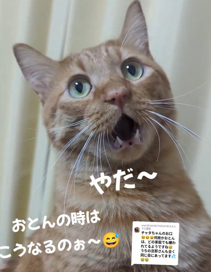 上を向く猫