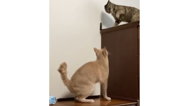 ケンカしている猫