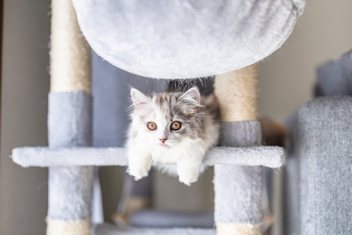 キャットタワーで遊ぶ猫
