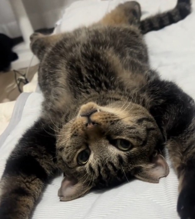 くつろぐトラくん