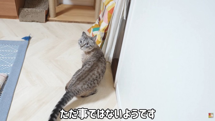 テロップ「ただ事では~」