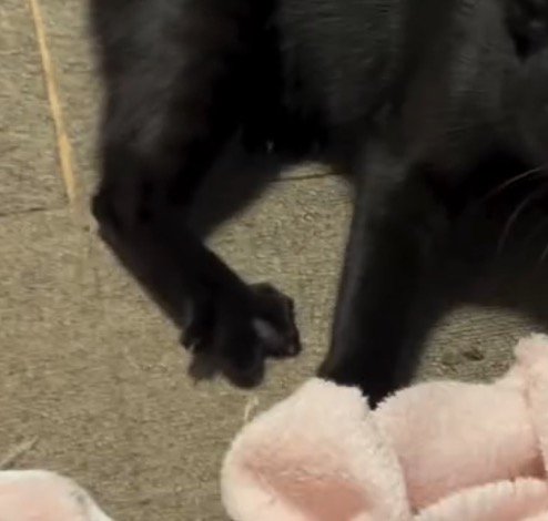 大きく開いた猫の指