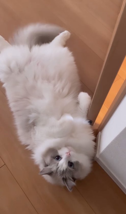 フローリングでへそ天している猫