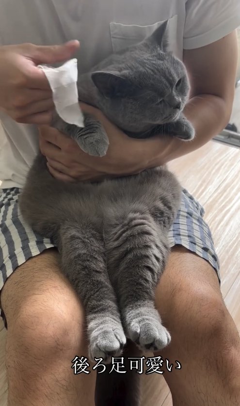 シートを持つ飼い主に抱っこされているグレー猫