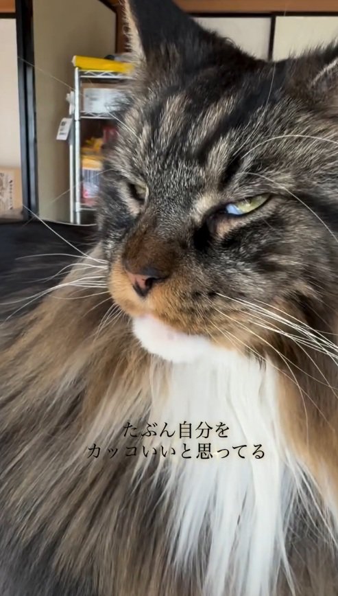 イケメン猫