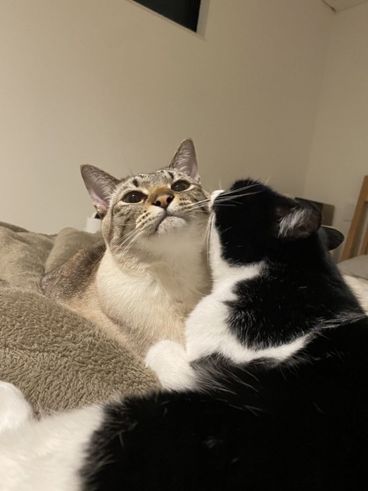 毛づくろいしてもらう猫