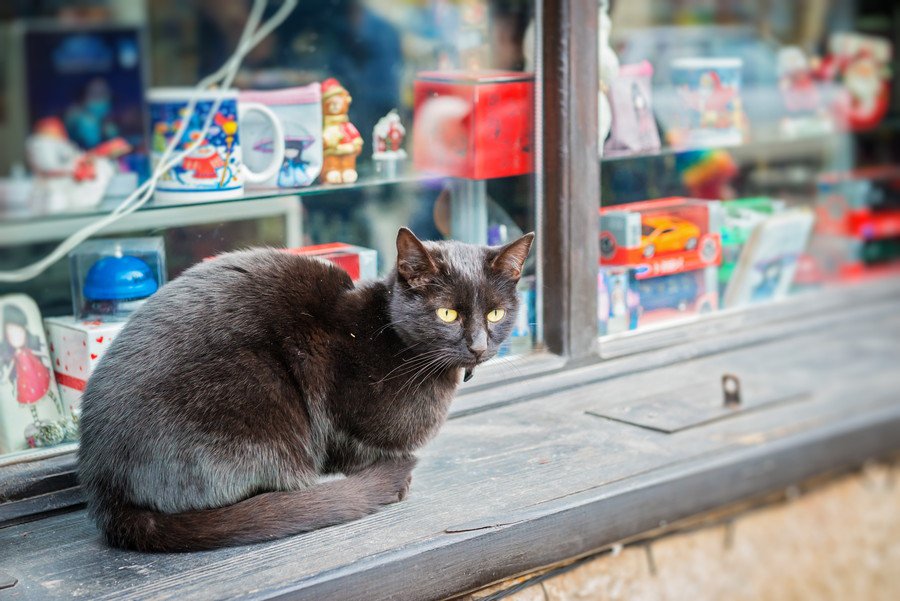 店先にたたずむ黒猫