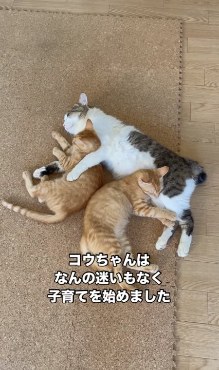 茶トラの子猫たちと添い寝する猫