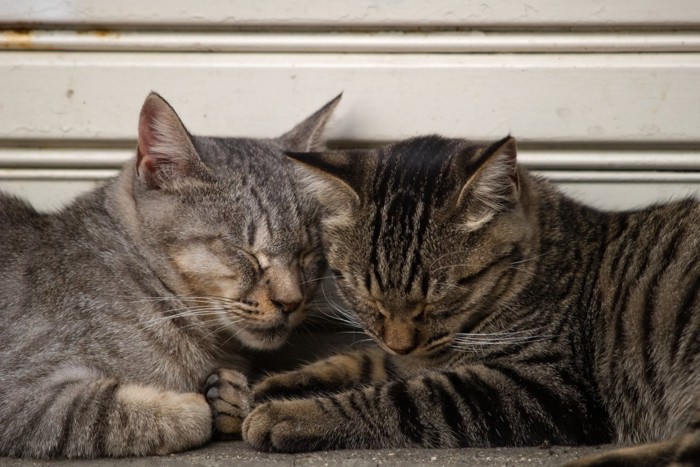 ハチワレ猫により添って寝る猫