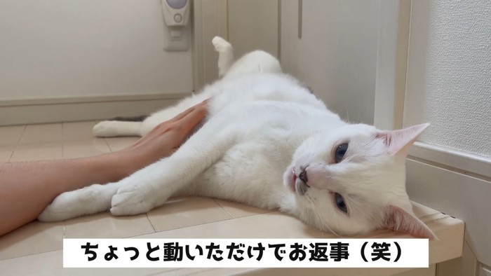お返事する猫3