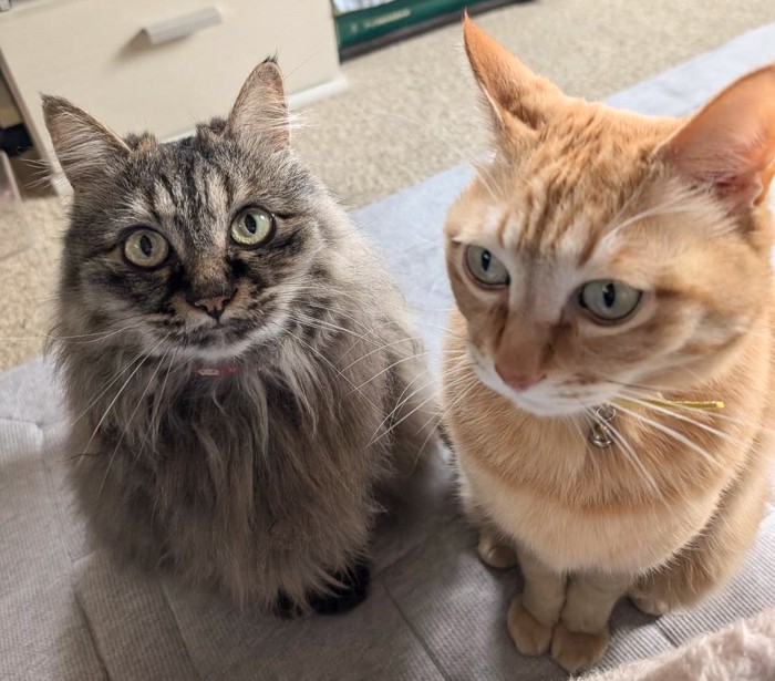 お座りする2匹の猫