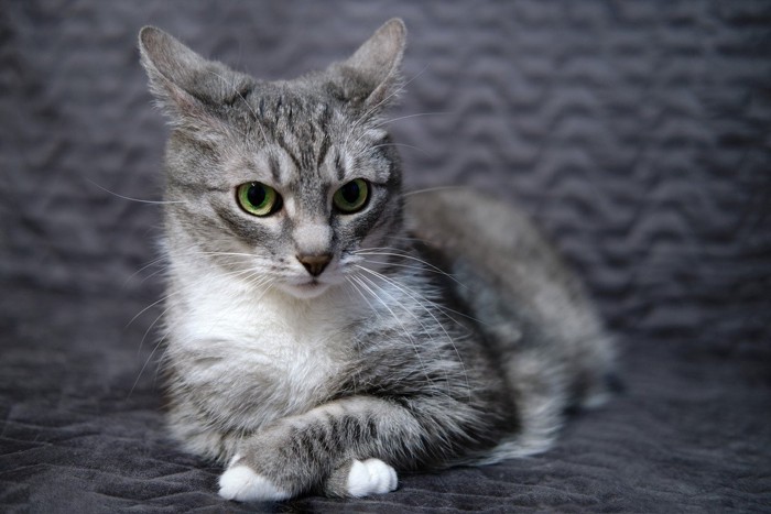 周囲に注意を払っている猫