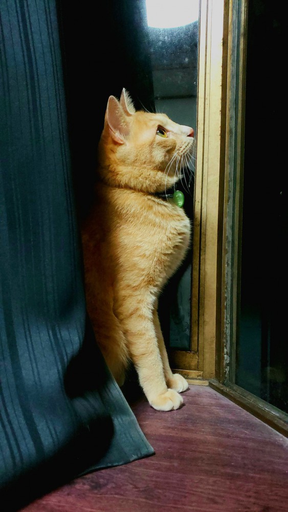 普段のむぎくん