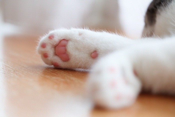 ピンク色の肉球