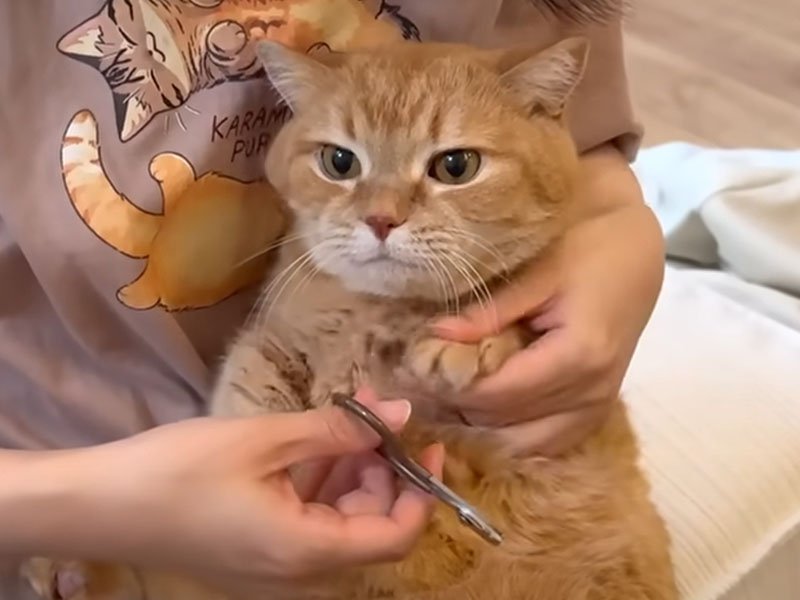 爪切りをされる猫