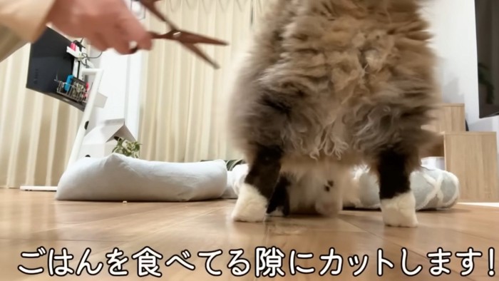 はさみと猫