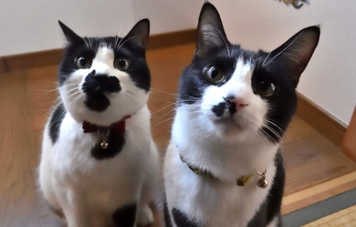 白黒柄の兄妹猫