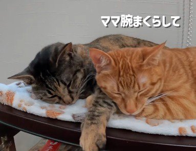 麦わら猫の腕に頭を乗せる茶トラ猫