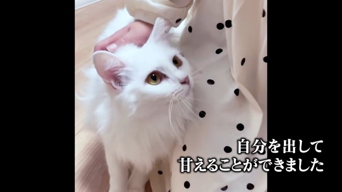 見上げる猫