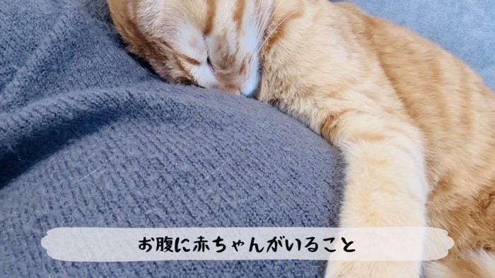 ママのお腹を抱きしめながら寝る茶トラ猫