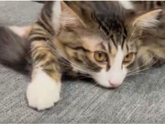 ソファでまどろむ子猫の表情