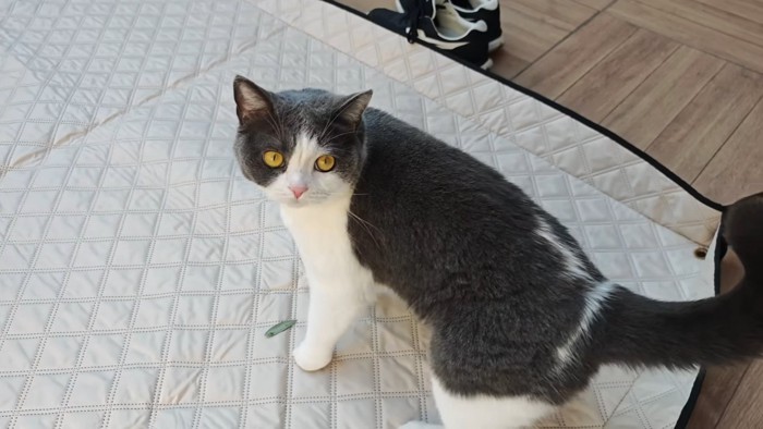 振り向いたビビちゃん