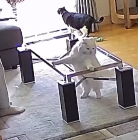 テーブルの枠とるとくん