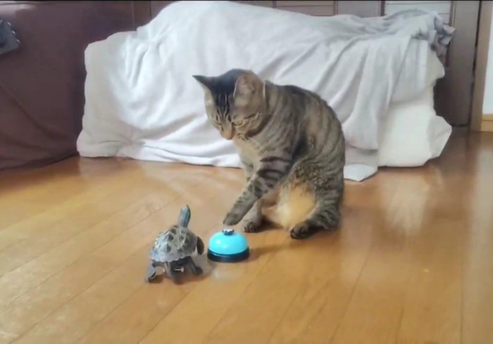 ベルを鳴らす猫