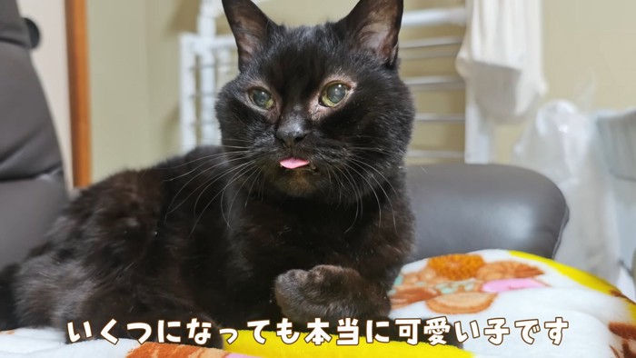 舌が出ている猫