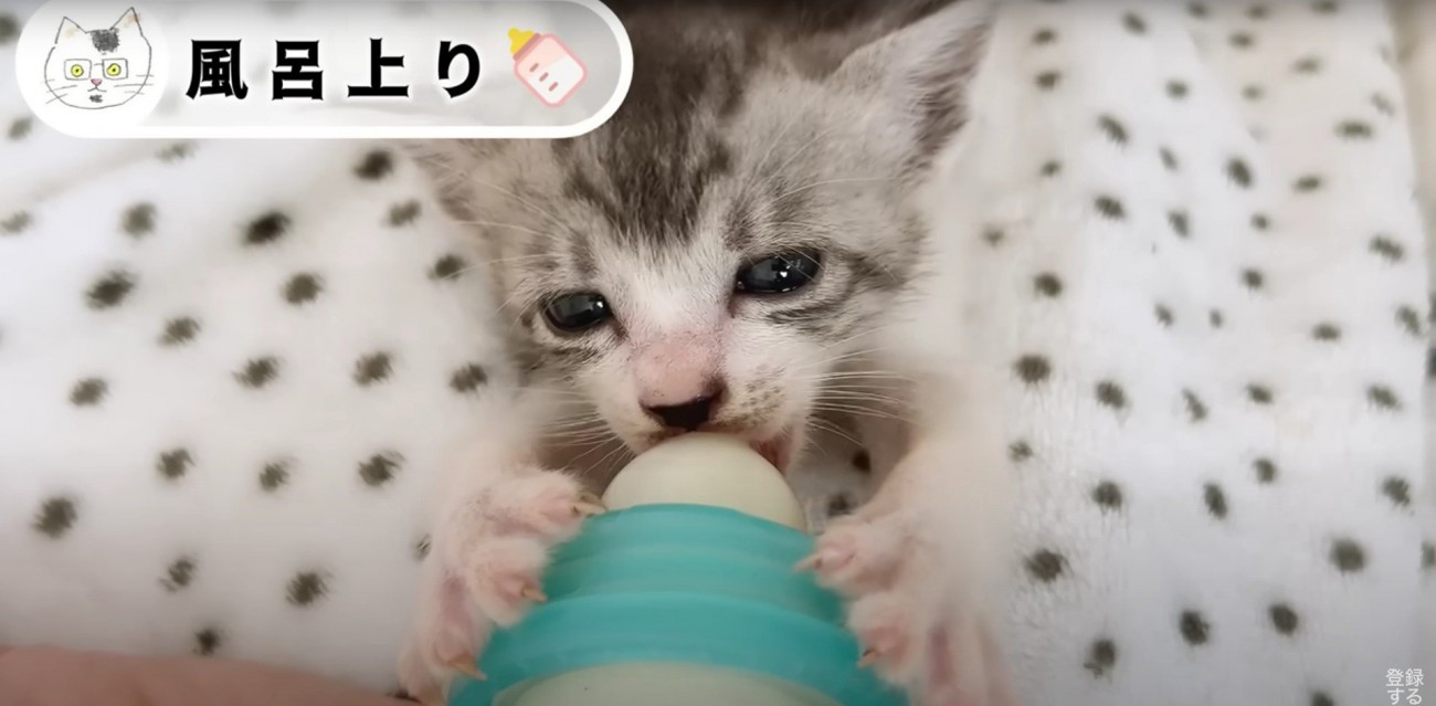 ミルクを飲んでいる子猫